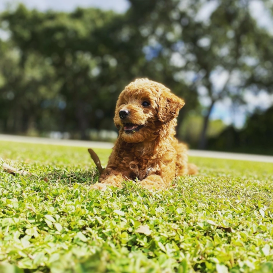 Mini Goldendoodle puppy smiling